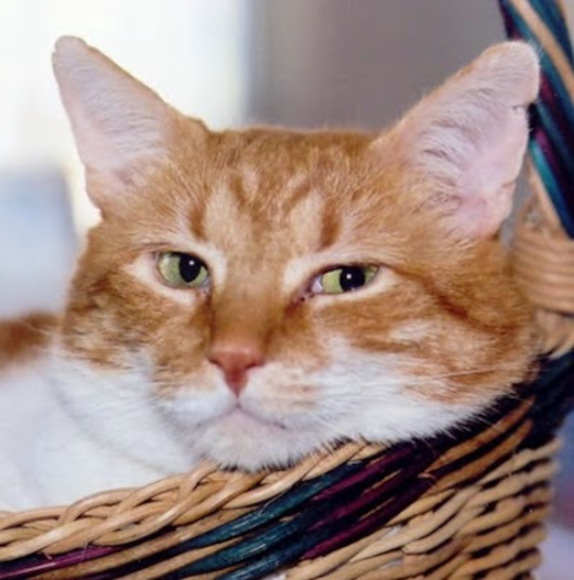 Profile Picture of Finley Stinchcombe (@finleykitten) on Poshmark