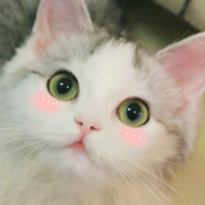 Profile Picture of Jasmine Jiang (@jasmineranran) on Twitter