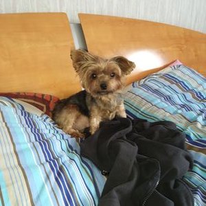 Profile Picture of Schuler Robin Ilona (@SchulerIlona) on Twitter