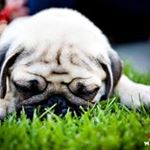 Profile Picture of Jared Gabler (@pugsatapub) on Instagram