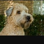 Profile Picture of chris dekker (@chris_dekker_005) on Instagram