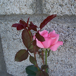 Profile Picture of Bagelsncreamcheese (@bagelsncreamcheese) on Flickr