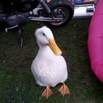 Profile Picture of Jeni Moore (@witchfarmer) on Instagram