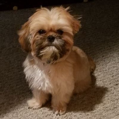 Profile Picture of Toby Coulter (@bloozeman81) on Twitter