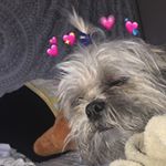 Profile Picture of ℬ𝓊𝒷𝒷ℯ𝓇𝓈 (@the.toby.doge) on Instagram