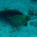 Profile Picture of Richard Paye (@bigrichscuba) on Instagram