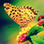 Profile Picture of Daniela Trujillo (@emociones's photo) on Flickr