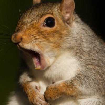 Profile Picture of Squirrel (@AdamJosephLegg1) on Twitter