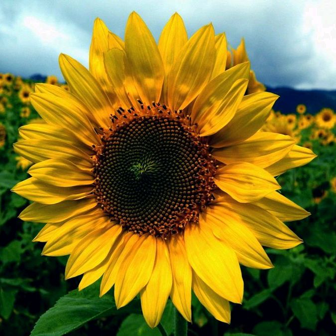 Profile Picture of Josefa Santos (@josefasantos72) on Tiktok