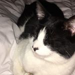 Profile Picture of basil.crowe (@basil.crowe) on Instagram