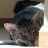 Profile Picture of James Rein (@@master_smeller) on Tiktok