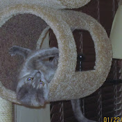 Profile Picture of Joy Yoon (@joyyoon3690) on Youtube