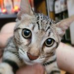 Profile Picture of Hsin Wong (@lovemorooka) on Instagram