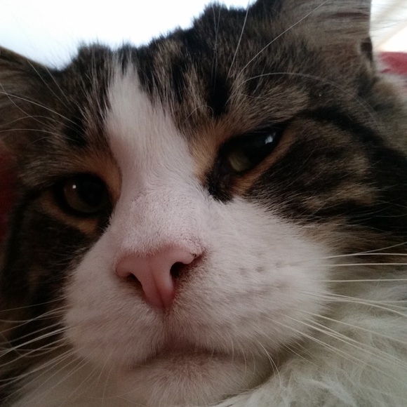 Profile Picture of Tyler Pupchek (@tylerpupchek) on Poshmark