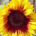 Profile Picture of Robinson Robert (@robinsonrobert74) on Instagram