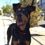 Profile Picture of DOBERMAN-ROTTWEILER (@briankonglaw) on Instagram