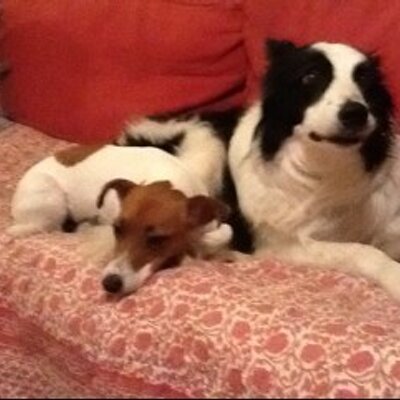 Profile Picture of Peter Halloran (@mallypup) on Twitter