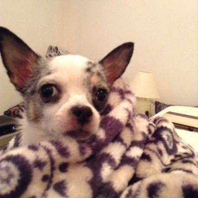 Profile Picture of Tobi Wilson (@PenguinTobi) on Twitter