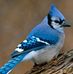 Profile Picture of Chipper Bird (@chipper.bird) on Facebook