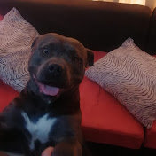 Profile Picture of David Mayo (@davidmayo8329) on Youtube