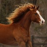 Profile Picture of Darrell Crimmins (@darrellcrimmins) on Instagram