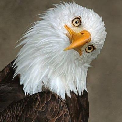 Profile Picture of Alice Holcomb (@HolcombAlice) on Twitter