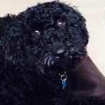 Profile Picture of Trey Dyer (@tremendous_trey) on Instagram