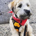 Profile Picture of Seamus Donald McCabe (@seamus_the_shameless_pooch) on Instagram