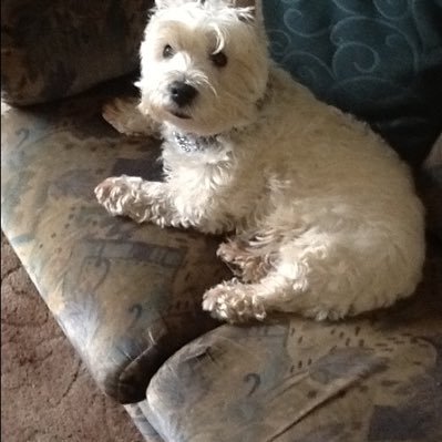 Steve Netherton - Twitter Profile Picture of Steve Netherton (@lugeknee) on Twitter