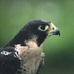 Profile Picture of Jeremy Walker (@peregrinus75) on Instagram