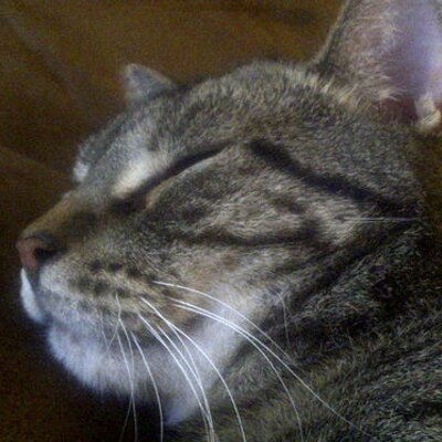 Anthony Sirabella - Twitter Profile Picture of Anthony Sirabella (@tonysir64) on Twitter