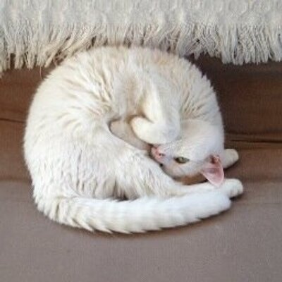 Profile Picture of Catherine Houck (@@devilwoman77) on Twitter