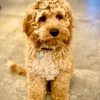 Profile Picture of David Malek (@@davidtik120) on Tiktok