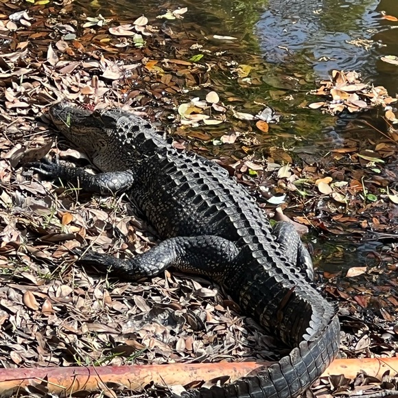 Profile Picture of Christopher Abraham (@chrisabraham108) on Poshmark