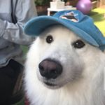 Profile Picture of James Prater (@dr_pupper_) on Instagram