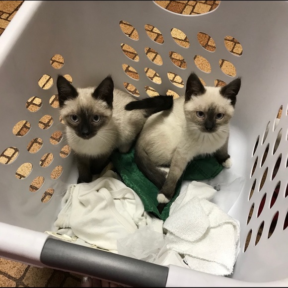 Profile Picture of Carol Blasinski (@mrsmooch2) on Poshmark