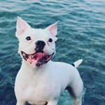 Profile Picture of Riley Pam (@riley_pam_frenchton) on Instagram