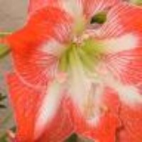 Profile Picture of Roberta Pace Balzan (@roberta-pace-balzan) on Quora