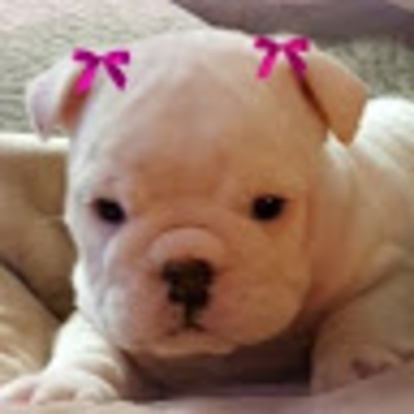 Profile Picture of Ava Assorgi (@assorgiava) on Poshmark