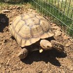 Boris Shcherbina Gallagher - Instagram Profile Picture of Boris Shcherbina Gallagher (@boristhegianttortoise) on Instagram