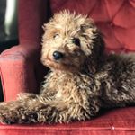 Lynette Parker - Instagram Profile Picture of Lynette Parker (@posing_with_rosie) on Instagram