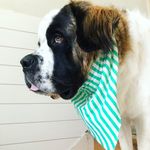 Profile Photo of Bruce Grant Barthel (@bruce.thesaintbernard) on Instagram