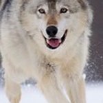 Profile Picture of Давид (@yaremage4) on Instagram