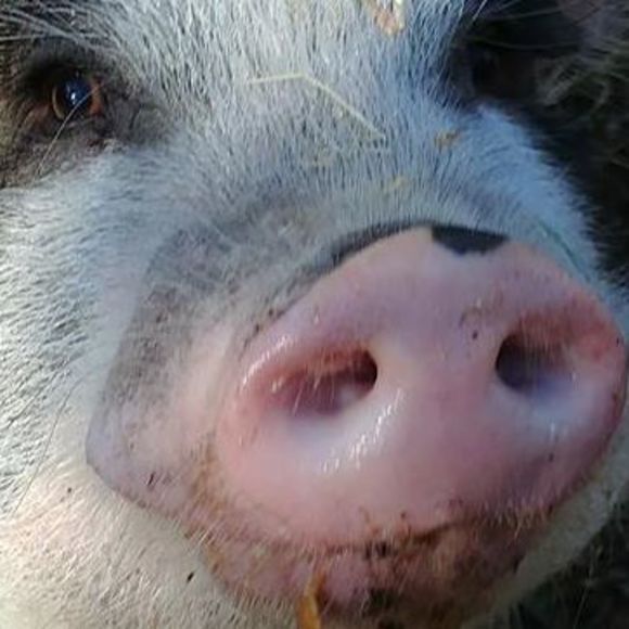 Profile Picture of Tina Novicki (@tinanovicki) on Poshmark