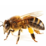 Profile Picture of Andrew Just BeeCause (@jiyuutakawo7801) on Youtube