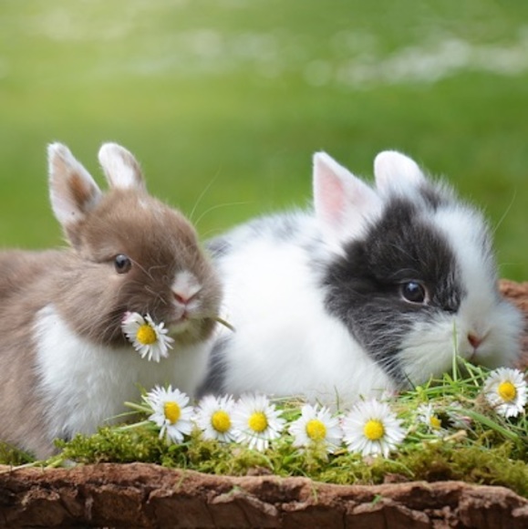 Profile Picture of Amanda Tringale (@amandatringale) on Poshmark