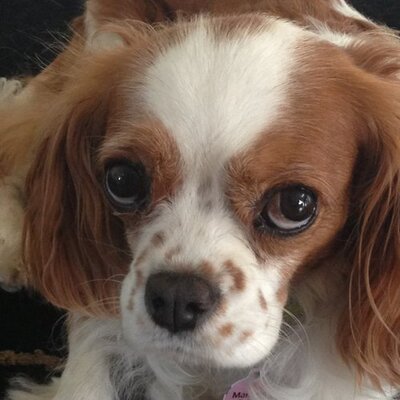 Profile Picture of Scott McAlister (@mcalister_scott) on Twitter