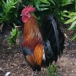 Profile Picture of Chris Troiano (@chicotrojano) on Instagram