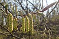 Profile Picture of Flora of Lithuaniaon Wikipedia