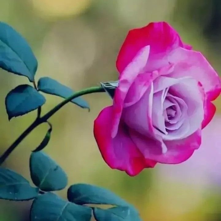 Profile Picture of David Soreng (@davidsoreng) on Tiktok